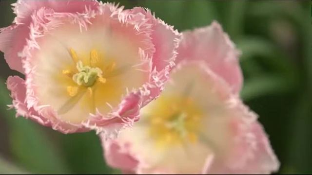 Прогулка по саду с Зоей Козичевой. Парк Царицыно. смотреть онлайн