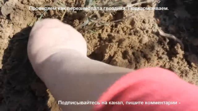 Многоледняя гвоздика после перезимовки. Травянка, перистая. смотреть онлайн