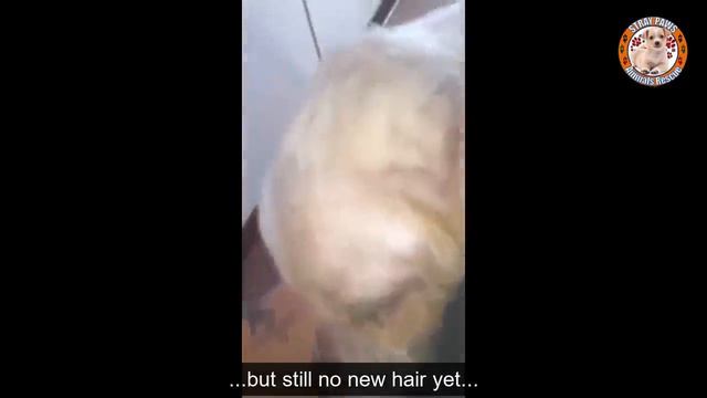 A Puppy Waited Everyday In Front Of His Owner House Who Left Him Like A Trash... смотреть онлайн