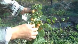 Дегустация малины "Утренняя роса" _ (07.09.2019)