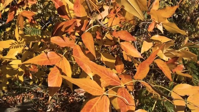 Краски осени 2018 смотреть онлайн