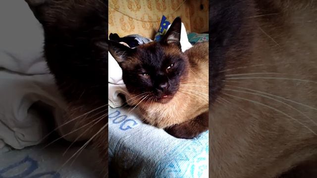 Кот КИСЯ смотреть онлайн