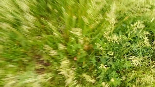 ГРИБЫ ОПЕНОК ЛУГОВОЙ ВОЗЛЕ ДОМА #грибы #опята #сборгрибов #mushrooms смотреть онлайн