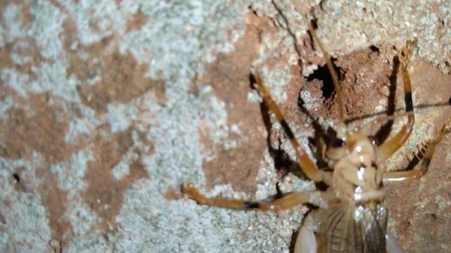 Tissamaharama смотреть онлайн