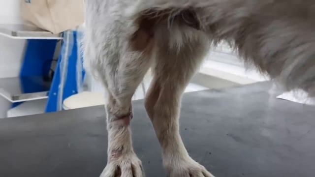 Клёпе зашили голову ? На трассе подобрали старую собаку с больными ногами и вернули обратно? смотреть онлайн