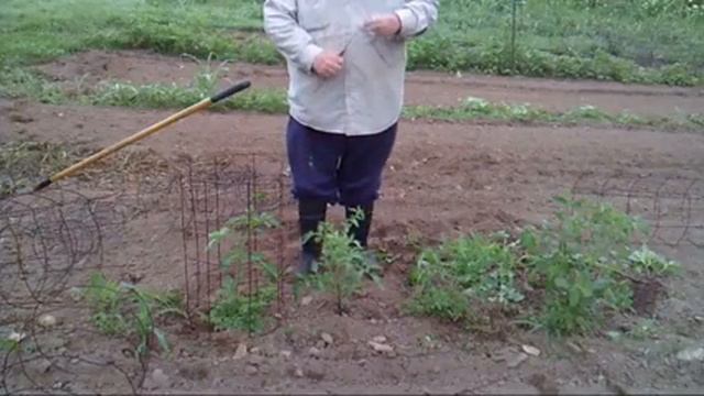 Homesteading - Caging Roma Tomatoes