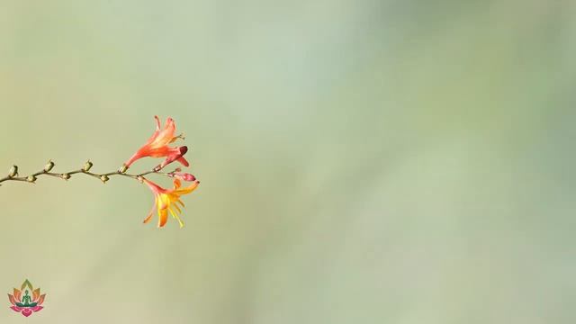 Успокаивающая музыка для нервов и лечит сердце ? Музыка для души и расслабления #9 смотреть онлайн