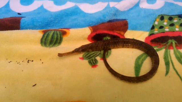 рыба- игла смотреть онлайн