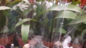 ЗАВОЗ ОРХИДЕЙ В ЛЕРУА.mp4