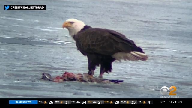 Rare Bald Eagle Spotted In Central Park смотреть онлайн