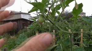 Когда прищипывать верхушки томатов? У каких томатов я  обязательно обрываю верхушки?