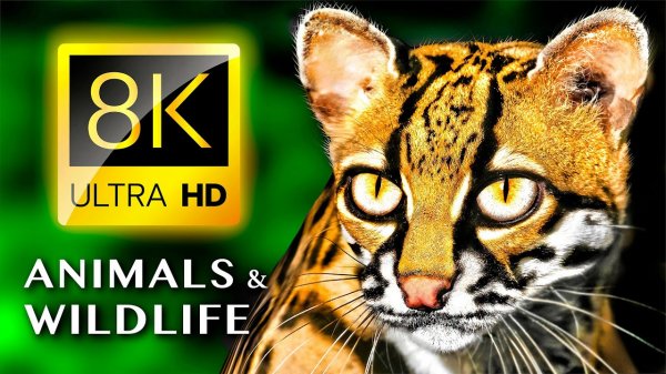 8K ЖИВОТНЫЕ И ДИКАЯ ПРИРОДА 8K УЛЬТРА HD