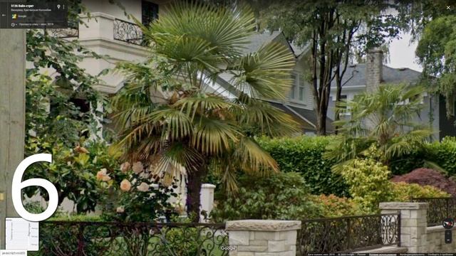 Пальмы и бананы растущие в Ванкувере Канада на широте 49 с.ш. смотреть онлайн