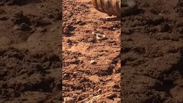 Python pickup by JCB смотреть онлайн