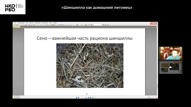 Лекция №19. Шиншилла как домашний питомец смотреть онлайн
