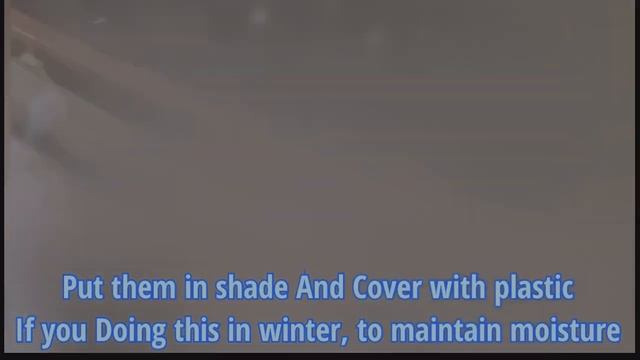 How to propogate Bougainvillea from Cuttings using soil | For Beginners | With Update ! смотреть онлайн