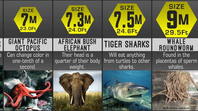 What is the Biggest Animal Ever Comparison смотреть онлайн