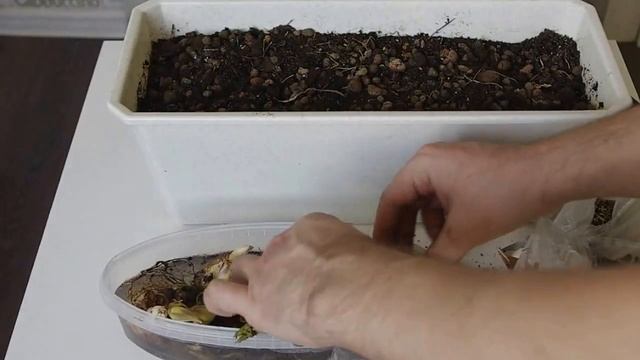 Lilies. Potting at home. Лилии.Посадка лилий с ростком в горшок. смотреть онлайн