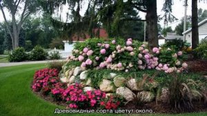 Клумба с пионами — сочетание растений в цветнике