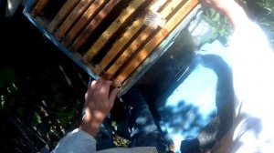 Противороевое деление пчелосемьи методом налет на матку. Постановка зрелых маточников на клинышках.