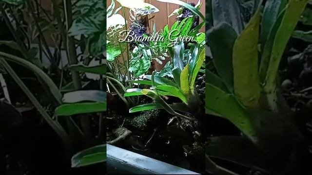 189: Bromelia Green | Bromelia Hijau #shorts #bromelia #paludarium смотреть онлайн
