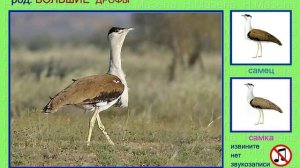 Дрофа. Дудак. Вихляй. Голоса птиц