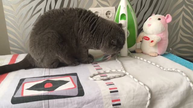 Мой кот лижет фото 😹😲😹😲 смотреть онлайн