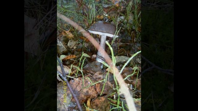 грибы карельского перешейка смотреть онлайн