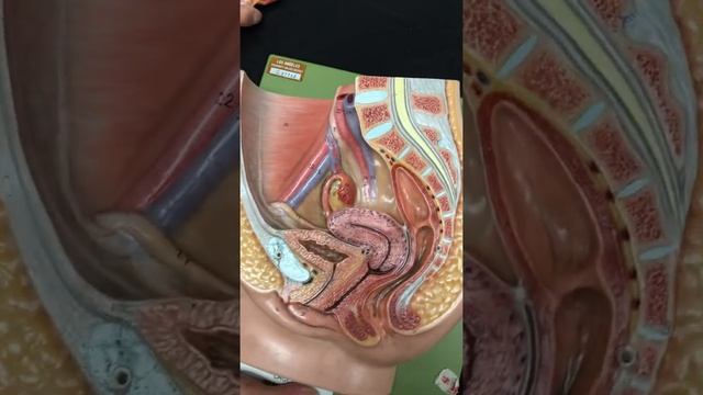 THE FEMALE REPRODUCTIVE SYSTEM!!!!! смотреть онлайн