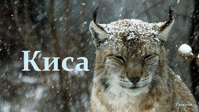 Киса.. (рассказ)