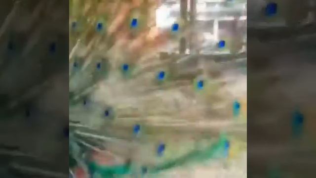 Момент раскрытия павлина, невероятная красота смотреть онлайн