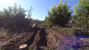 Делаем грядку Розума.