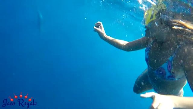 Deep Sea Sport Fishing | Costa Rica Spearfishing Adventure | Jaco Royale Fishing Charter смотреть онлайн