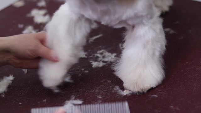 The best haircuts for shih tzu dogs смотреть онлайн