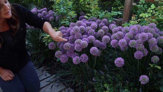 An Amazing Summer Bloomer! 'Serendipity' Allium ?