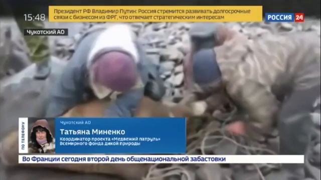 Чукотка "Нашествие белых медведей." смотреть онлайн