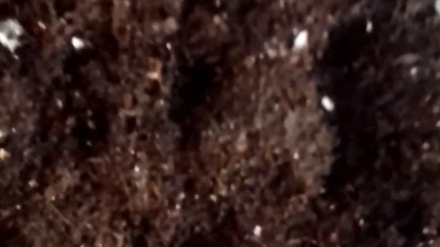 ГЛОКСИНИЯ ИЗ СЕМЯН. смотреть онлайн