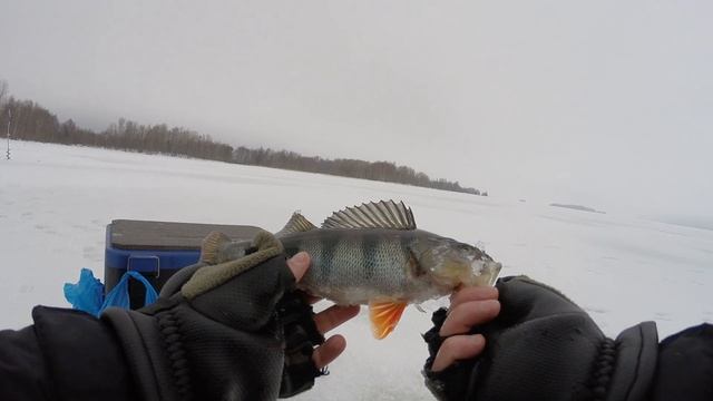 Ловля крупного окуня на мормышку. Закрытие сезона 2022.mp4