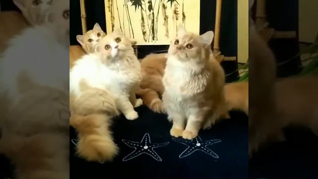 Шотландские кошки светлых окрасов смотреть онлайн