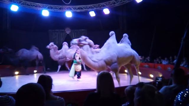 Цирк Дзива! 2018. Верблюды. Лида! смотреть онлайн