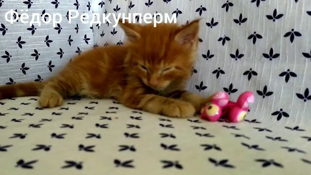Мейн кун красный Фёдор Редкунперм смотреть онлайн