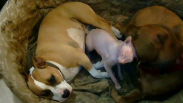 VID 20150529 223447 смотреть онлайн