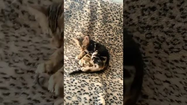 Бенгальский котёнок мраморного окраса, мальчик смотреть онлайн