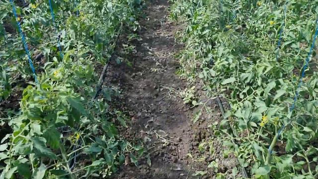 Оживляем томат после сильной таксикации и ожога. Сравнение Пинк Айди с двумя новинками от Seminis. смотреть онлайн