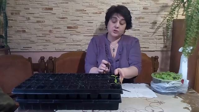 Пикировка рассады перца смотреть онлайн