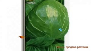 Капуста белокочанная Номер первый Грибовский 147 ? обзор: как сажать, семена капусты