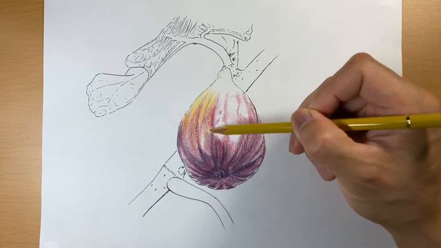 ペンと色鉛筆でイチジクの絵を描く Draw a picture of a fig with a pen and colored pencils (No.31) смотреть онлайн
