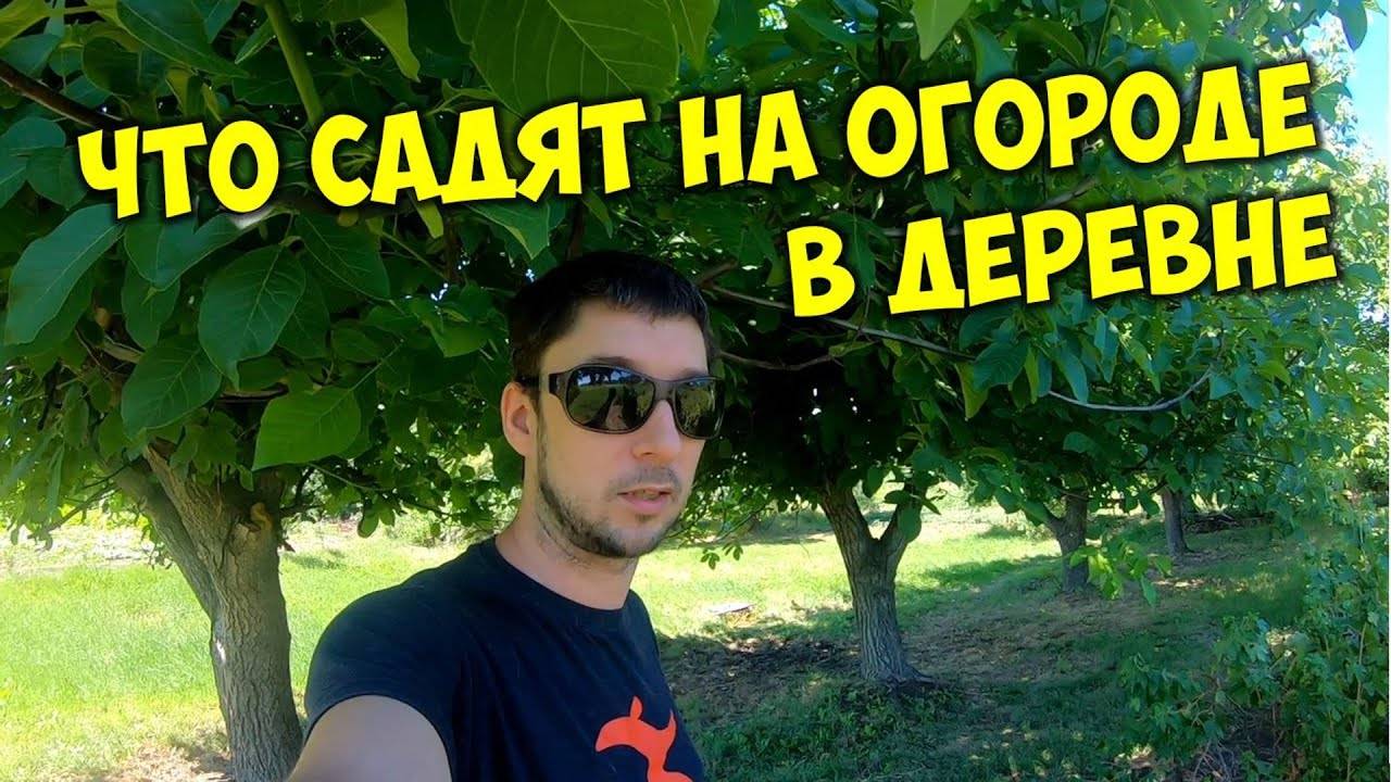 Что растёт на огородах в деревне? Что выращивать на огороде в селе 🌻Урожай своими руками смотреть онлайн