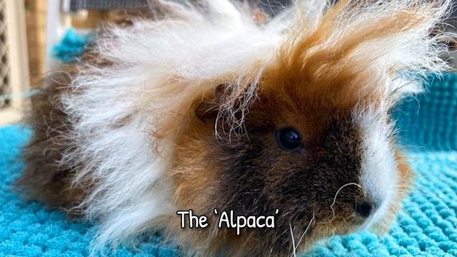 Guinea Pig Breeds Explained! Which Breed Are Your Guinea Pigs? смотреть онлайн