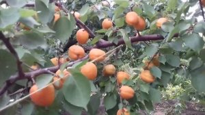 Абрикос Голд Рич.